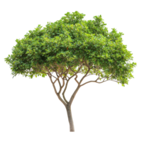 Green tree with lush foliage isolated on a Transparent background for creative design use, Isolated image dense green leafed tree on a background png
