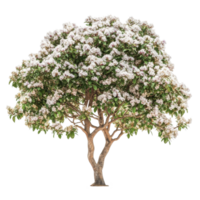 Flowering Shala tree adorned with white blossoms isolated on a bright background, Isolated image a flowering Shala tree on a white background png