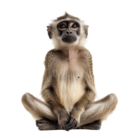Monkey sitting calmly on a Transparent background displaying a curious expression and relaxed posture, Monkey Sitting isolated on background png