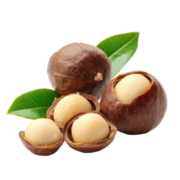 Freshly harvested macadamia nuts with shells and leaves on a Transparent background, Macadamia nuts on background png