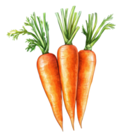 Botanical illustration of carrots with green tops on a white background, Carrots Isolated on white background Old Botanical realistic png