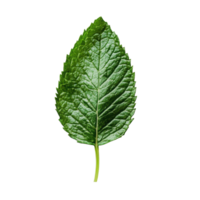 Fresh mint leaf on a Transparent background showcasing its vibrant color and unique texture, Mint leaf White background png