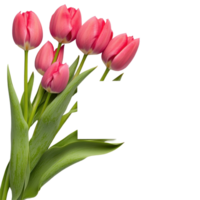 Fresh pink tulips with a blank card on a white background ready for personal notes or messages, Fresh tulips with blank card on white png