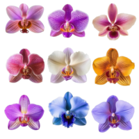 Variety of orchid flowers displaying vibrant colors and unique patterns on a Transparent background, various Orchid flowers isolated on White background png