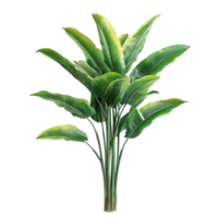 Decorative banana plants isolated on a Transparent background for stylish interior design, decorative banana plants isolated on background png