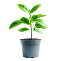 Green leafy plant in a gray pot showcasing vibrant foliage and healthy growth indoors, Isolated closeup a green leafy plant in a potted on a white background png