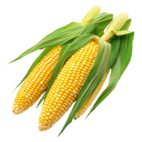 Fresh corn cobs with green husks isolated on a Transparent background showcasing vibrant yellow kernels, Corn isolated background png