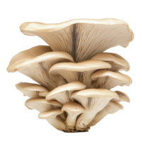 Oyster mushroom with delicate gills displayed on a clean Transparent background, Oyster Mushroom on background png