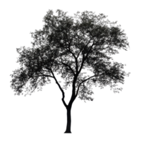 Silhouette of a solitary tree with foliage standing on a Transparent background during daylight, silhouette isolated tree on background png