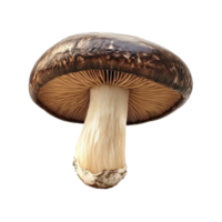 Portobello mushroom showcasing rich texture and distinct shape on a clean Transparent background for culinary inspiration, Portobello Mushroom isolated on background png