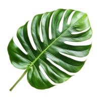 Tropical monstera leaf isolated on a Transparent background showcasing vibrant green color and unique shape, tropical leaf isolated on background png