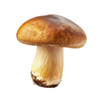 Brown beech mushroom isolated on white background showcasing its distinct cap and stem features, brown beech mushroomisolated on white background png