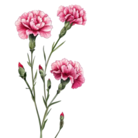 Beautiful carnation flowers in various stages of bloom on a Transparent background, of Carnation flowers isolated on background png