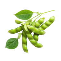 Fresh green soybeans with leaves on bright white background for culinary use and nutrition, green soybeans on white background png