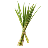 Fresh lemongrass bunch isolated on a clean Transparent background for culinary use and herbal preparation, Lemon grass isolated on background png