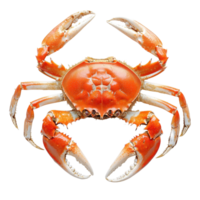 Boiled crab claws presented on a clean white background in high resolution, Boiled crab clawsisolated on white background png