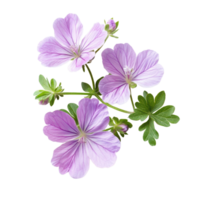Vibrant geranium flowers in soft purple hues isolated on a clean white background for artistic display, geranium flowers isolated on white background png