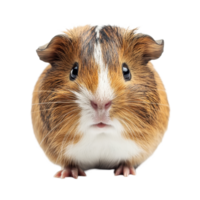 Stunning closeup of a cheerful guinea pig on a white background showcasing its unique fur patterns, guinea pig face shot isolated on white background png