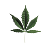 Close up view of cannabis leaf on clean white background showcasing detailed textures and vibrant green color, Canabis leaf on white background png