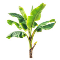Closeup view of a banana plant showcasing vibrant green leaves and detailed textures isolated on a Transparent background, Closeup view a banana plant isolated on a background png