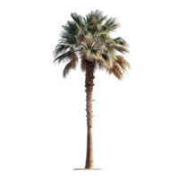 Isolated palm tree with lush green leaves and a tall trunk against a Transparent background, Image palm tree isolated on background png
