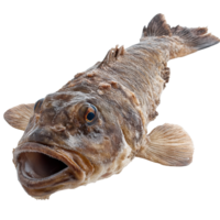Monkfish displayed on a Transparent background showcasing its unique features and texture, Monkfish on background png