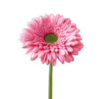 Beautiful pink gerbera flower blooming with delicate petals against a clean Transparent background, pink gerbera flower isolated on background png