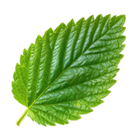 Fresh strawberry leaf isolated on Transparent background perfect for culinary and botanical presentations and designs, Strawberry leaf isolated on background png