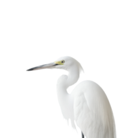 Lonely white egret poses gracefully against a soft Transparent background in serene solitude, Closeup a lonely white egret on a background png