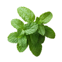 Mint leaf or peppermint plant on a clean Transparent background for culinary and herbal use, Mint leaf or peppermint plant on background png