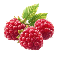 Fresh red ripe raspberries arranged on a Transparent background showcasing their vibrant color and texture, Three fresh red ripe raspberry, background png