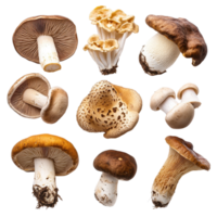 Variety of mushrooms including porcini and shiitake on a clean Transparent background, Various Mushrooms on background Porcini, Shiitake, Fly Agaric, Morel background png