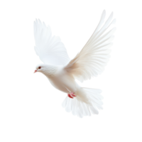 White pigeon soaring gracefully against an empty white backdrop during daylight hours, Flying pigeon isolated on Transparent background png