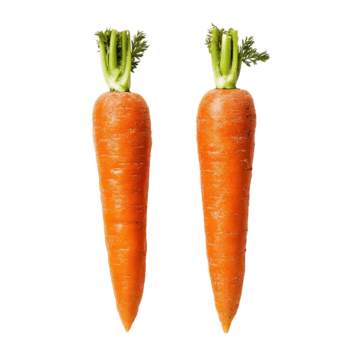 Carrots showcasing vibrant color and detail in a macro studio setting, two carrots isolated, carrot macro studio photo, isolated on Transparent background png