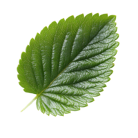 Fresh strawberry leaf isolated on white background showcasing vibrant green color and detailed texture, fresh strawberry leafisolated on white background png