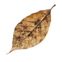 Dry leaf resting on a Transparent background showing intricate textures and details, Dry leaf isolated on background png