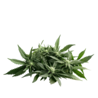 Bunch of fresh marijuana plants displayed on a white surface with a clean background, bunch marijuana plants on a white surface png
