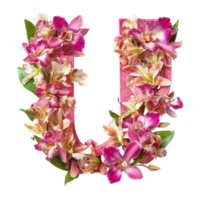 Orchids in vibrant pink hues arranged to form the letter U, showcasing floral artistry and creativity, Image orchids arranged in letters uvwx isolated on white background png