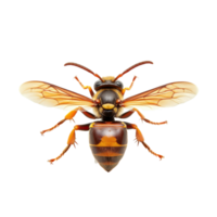 Detailed view of a hornet isolated on a clean white background showcasing its distinct features and colors, hornet isolated white background png
