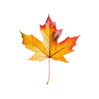 Vibrant autumn maple leaf in warm hues on a Transparent background from a top view perspective, maple leaf in autumn fall colour top view White background png