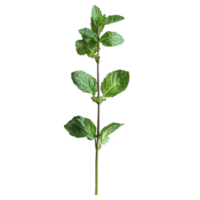 Fresh mint stem with vibrant green leaves against a simple Transparent background enhancing its elegant appearance, Single mint stem with leaves White background png