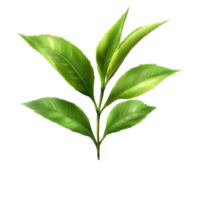 Fresh and vibrant tea leaf displayed on a transparent background showcasing its natural beauty, tea leaf isolated on transparent png