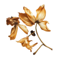 Dried coffee flower tea presented on a clean Transparent background showcasing its unique shape and texture, dry coffee flower teaisolated on background png