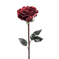 Elegant red rose with captivating petals displayed against a soft white backdrop, red rose with a stem in the dark, Transparent background png