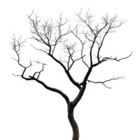Dry tree silhouette against Transparent background showcases intricate branch patterns, silhouette dry tree on background png