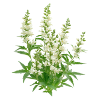 White mugwort plant displaying lush green leaves and tall flower spikes on a Transparent background, White mugwort isolated on background png