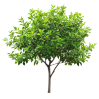 Lush green tree with vibrant foliage against a clean Transparent background in a bright setting, tree with green leaves on a background png