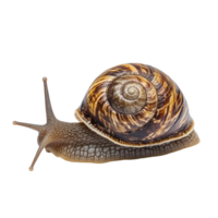 Snail moving slowly across a Transparent background with distinct shell patterns, Snail isolated on background png