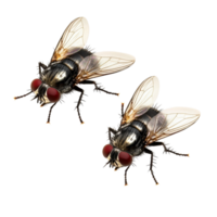 Detailed view of two houseflies isolated on a Transparent background showcasing their anatomy and features, Detailed View Two Houseflies Isolated background png