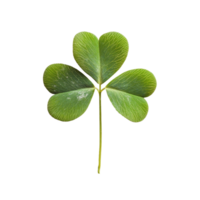 Four leaf clover resting on a white background highlighting its unique shape and vibrant green color, Four leaf clover isolated on white background png